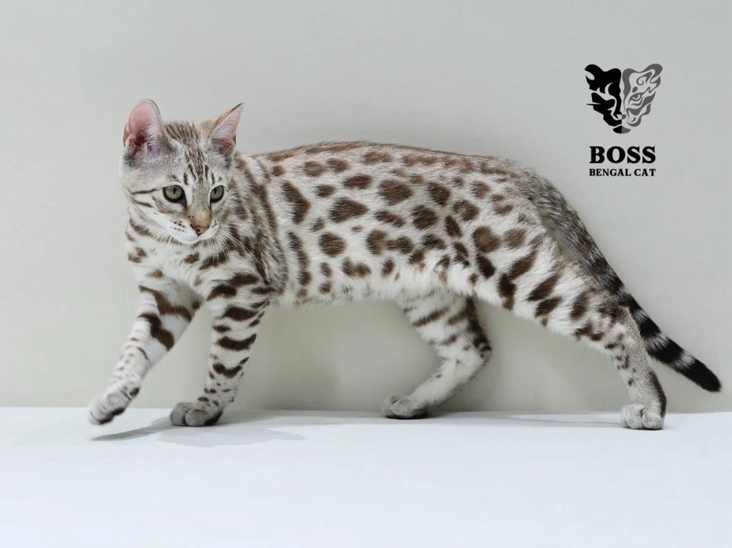 孟加拉豹猫的分类