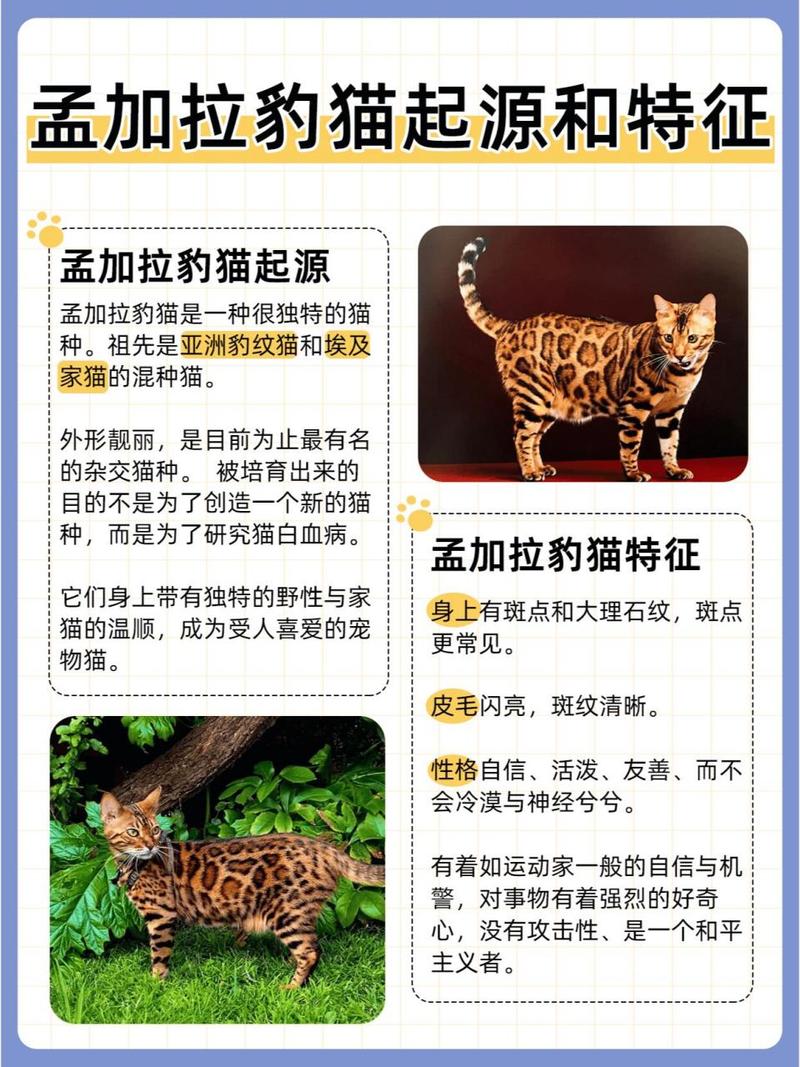 问个孟加拉豹猫的问题,高手来~