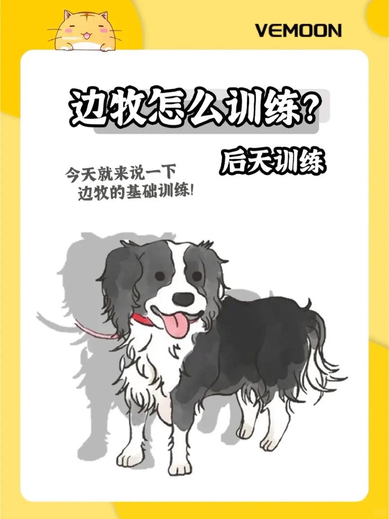 如何训练边牧犬?这些方法适合训练边牧犬你必须要学会!