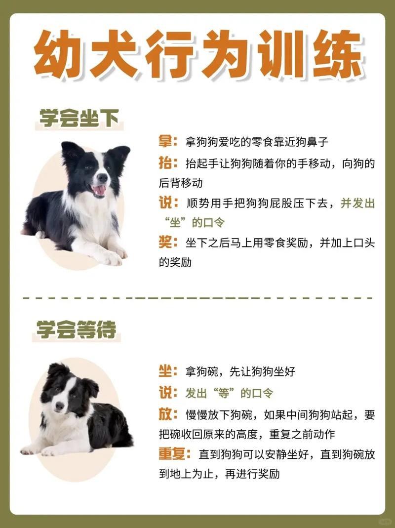 怎么训练边牧犬接飞盘?