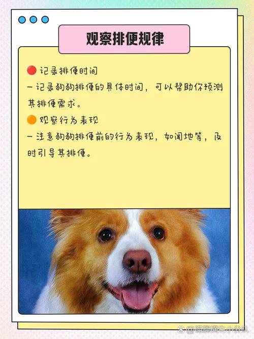 边牧幼犬怎么训练定点大小便