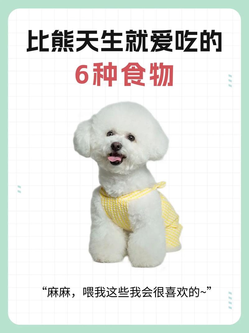 比熊犬吃什么食物好