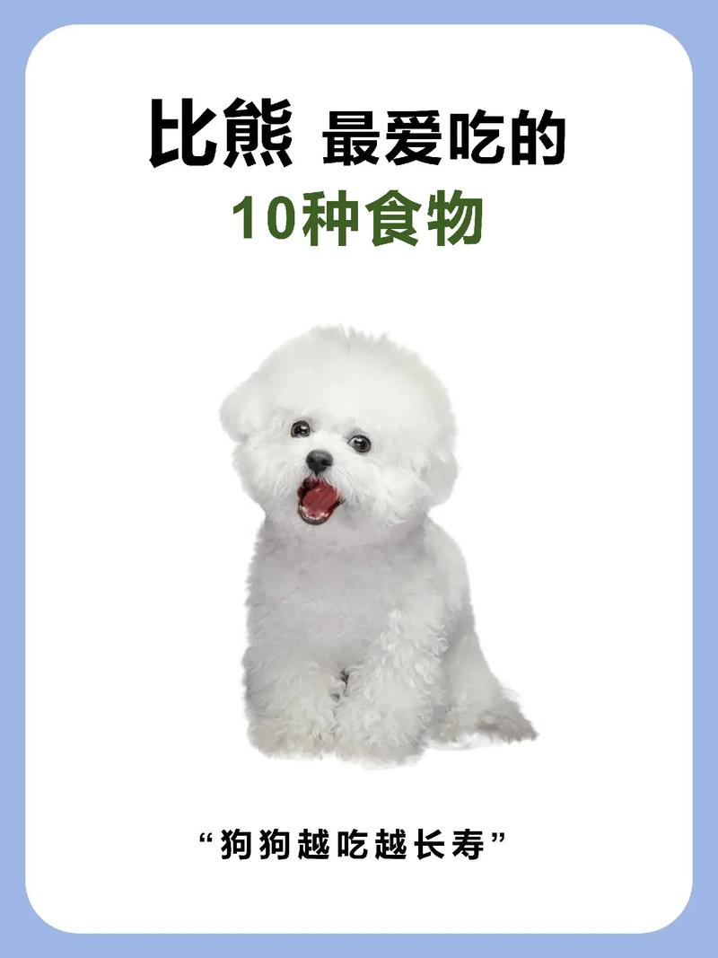 比熊吃什么食物比较好
