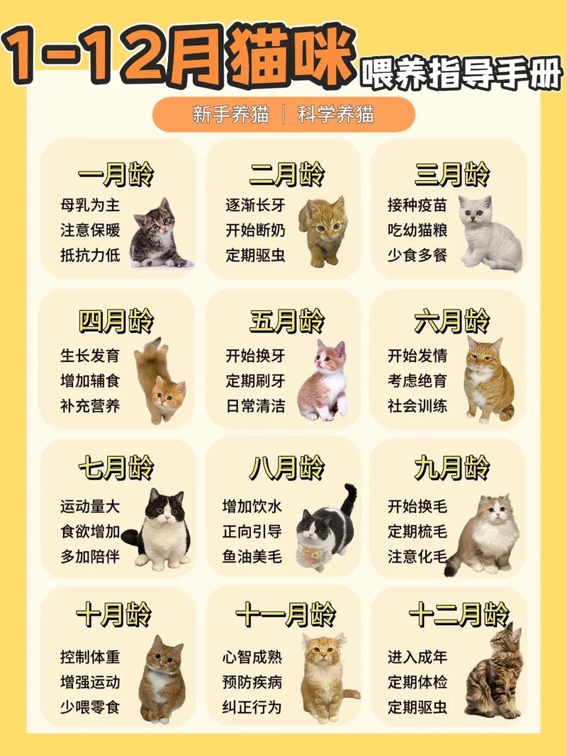 刚出生5天的小猫,怎么养