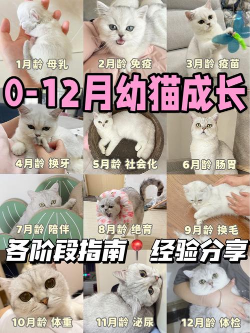 如何饲养刚出生的小猫