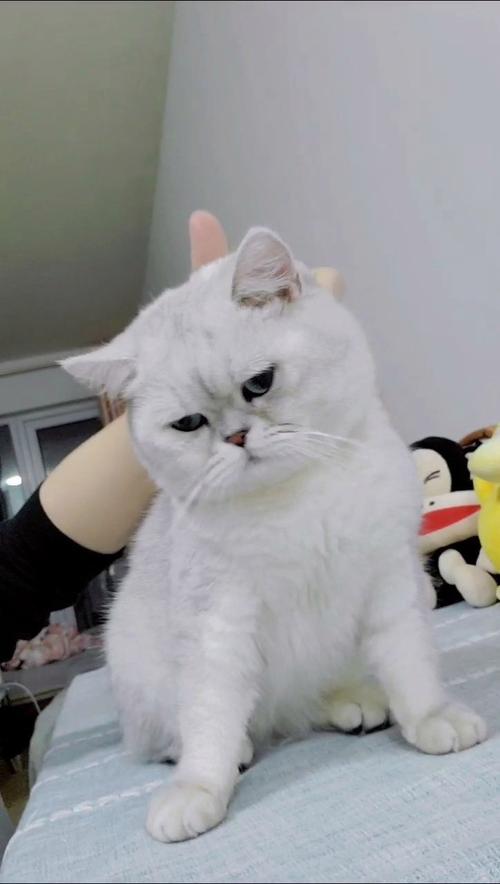 公猫不绝育发情怎么办