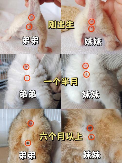 猫咪怎么看公母，猫咪怎么看公母最准确？