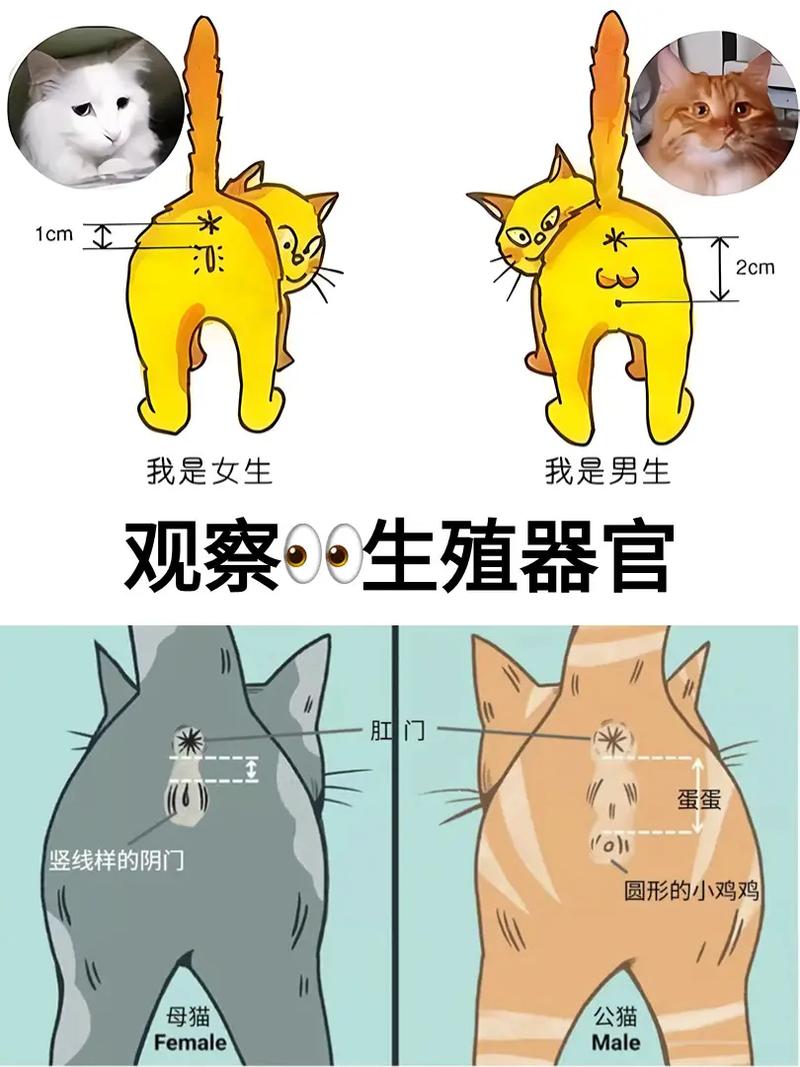 猫咪公母怎么区分