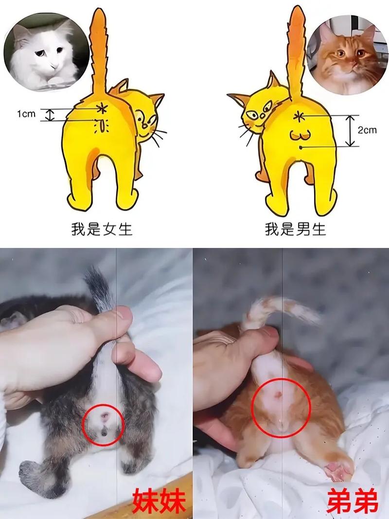 如何判断猫的公母