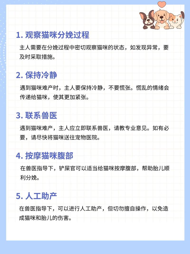 猫咪难产怎么帮着助产