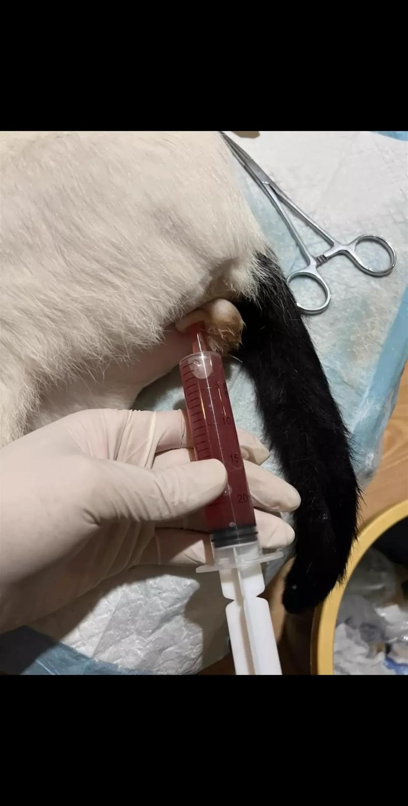 猫难产怎么办?