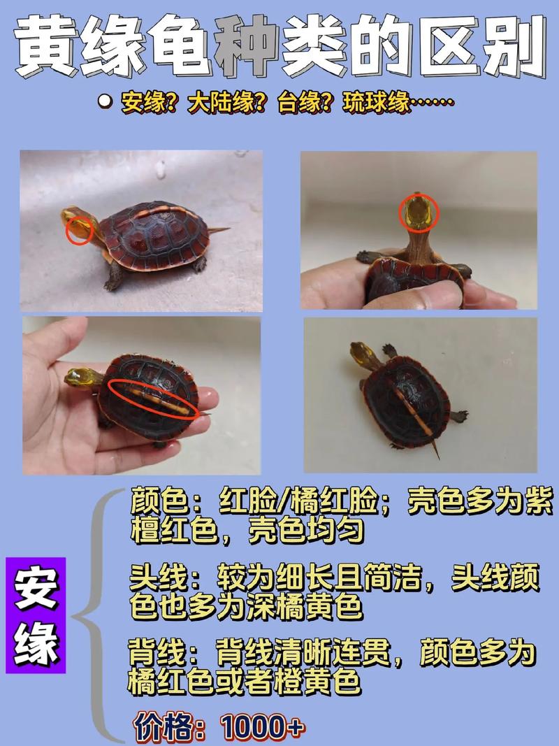 哪里可以买到便宜的黄缘龟,上海的龟友,哪里有卖黄缘的啊?