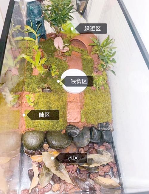 黄缘龟怎么养?2020多少钱一只?