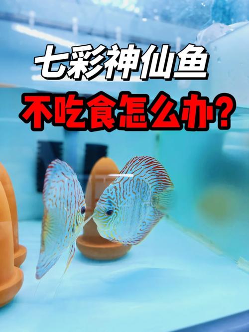 七彩神仙鱼不吃食越来越瘦是什么原因,应该怎么解决