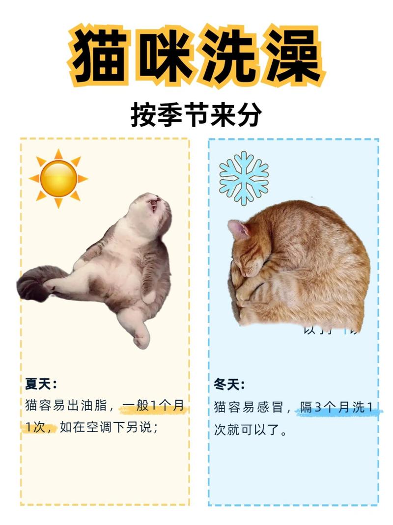 猫猫多少时间洗一次澡
