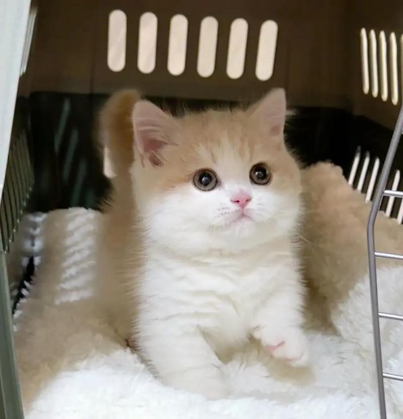 白色的猫咪是什么品种？白色的猫都有啥品种？