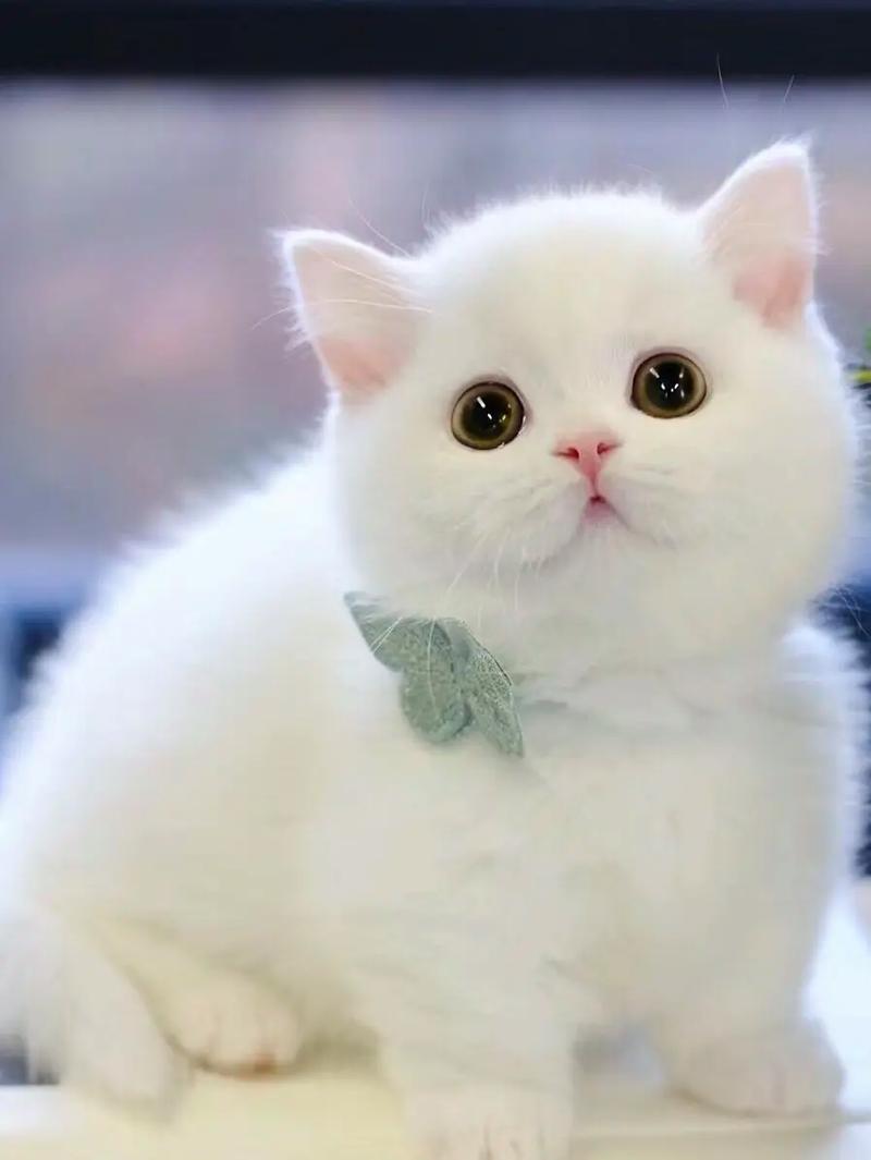 哪些品种的猫是白色的?