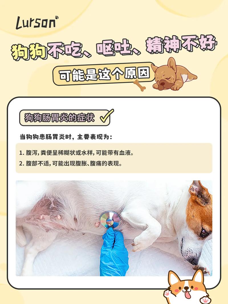 狗狗又拉又吐怎么办