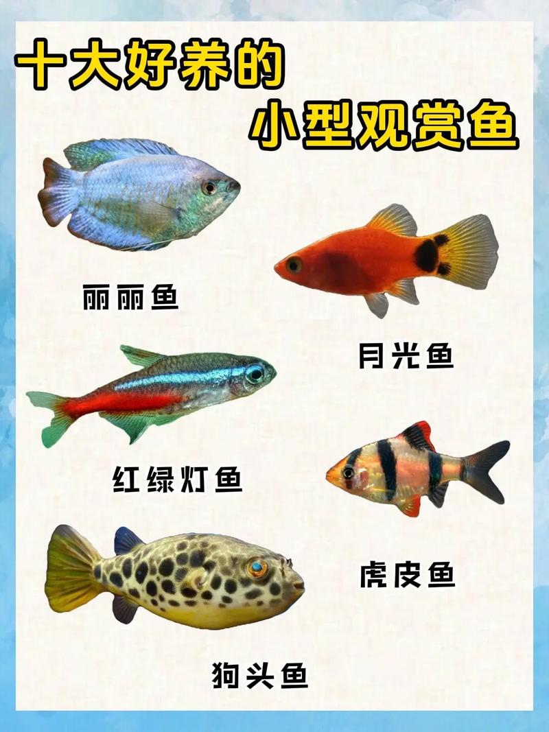 常见小型热带观赏鱼