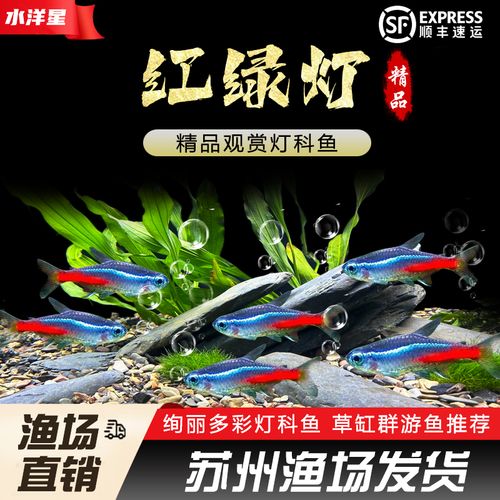 红绿灯群游?