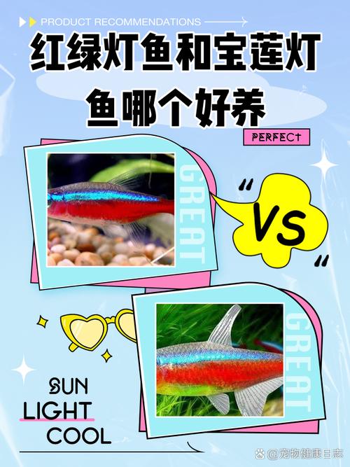 红绿灯鱼好养吗,如何喂养好