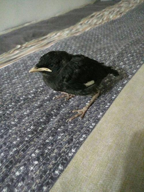 八哥鸟一般多少钱一只?