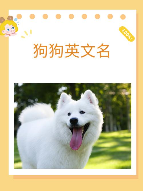 好听的狗英文名100个