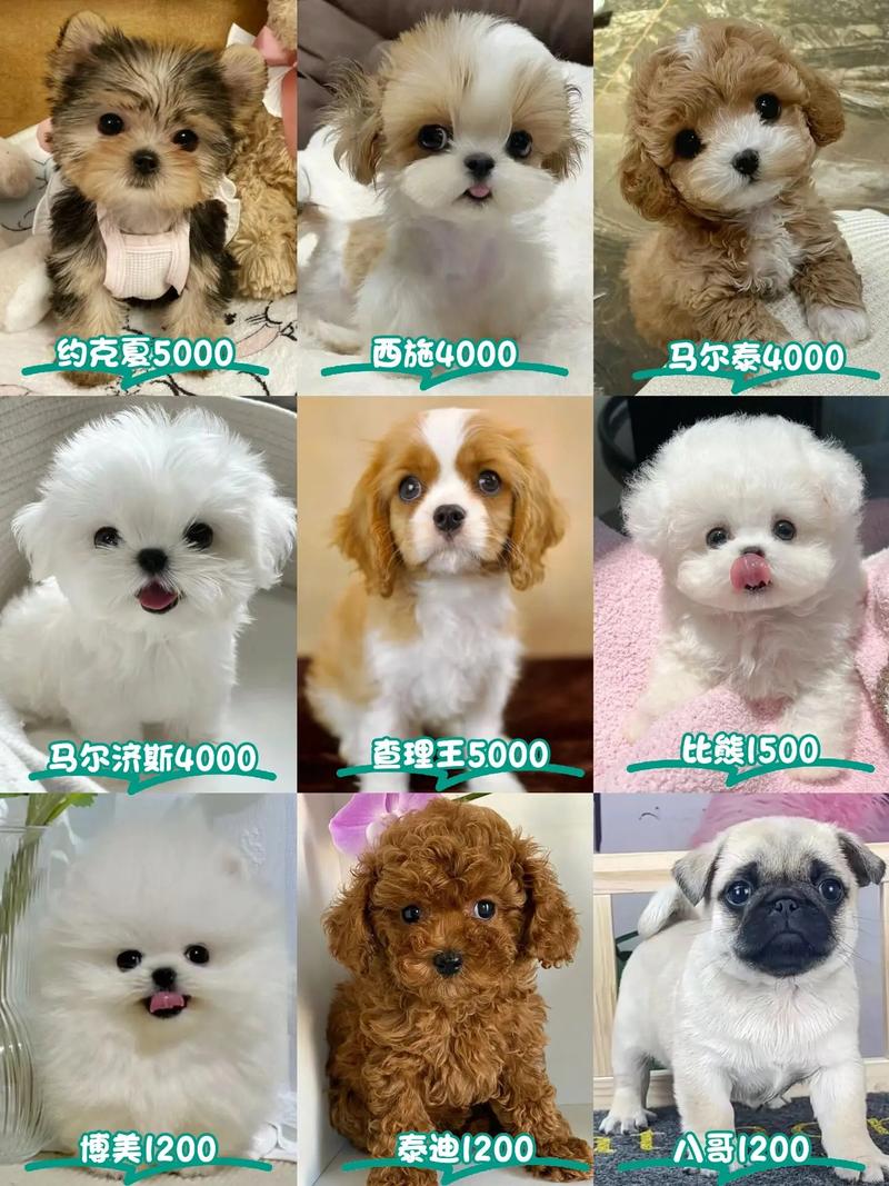 100元~500元的小型犬有什么品种?