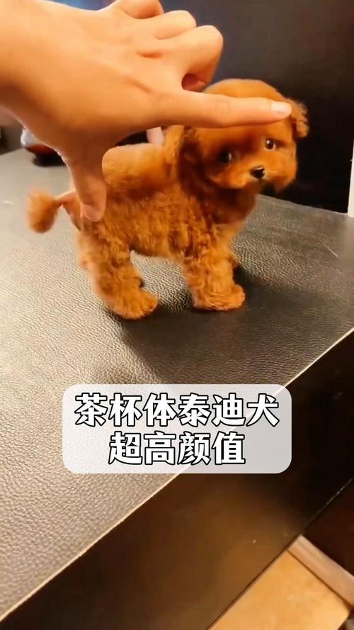 茶杯泰迪犬多少钱一只