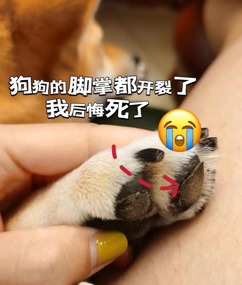 狗狗脚底肉垫割破了会自己愈合吗?