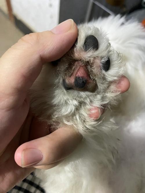 狗狗脚底划破了该怎么处理