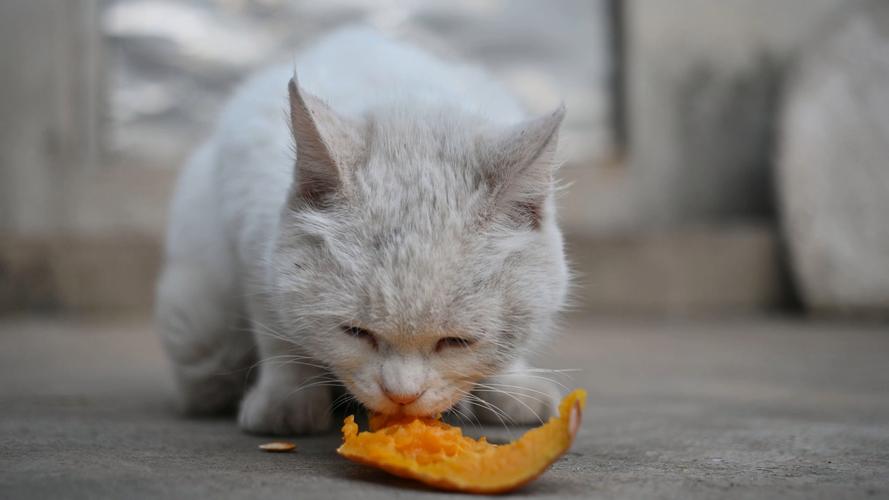 猫能吃木瓜吗?