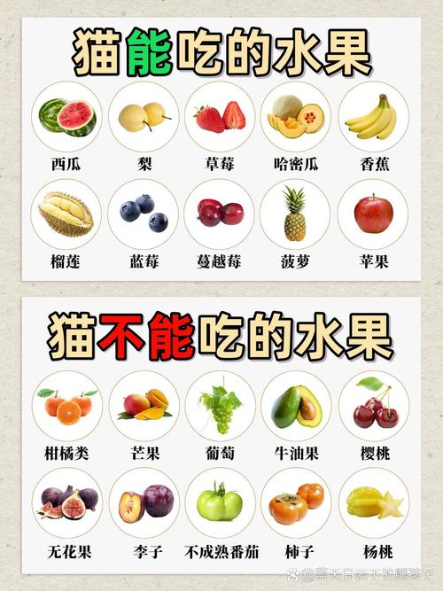 猫能吃的水果有哪些?