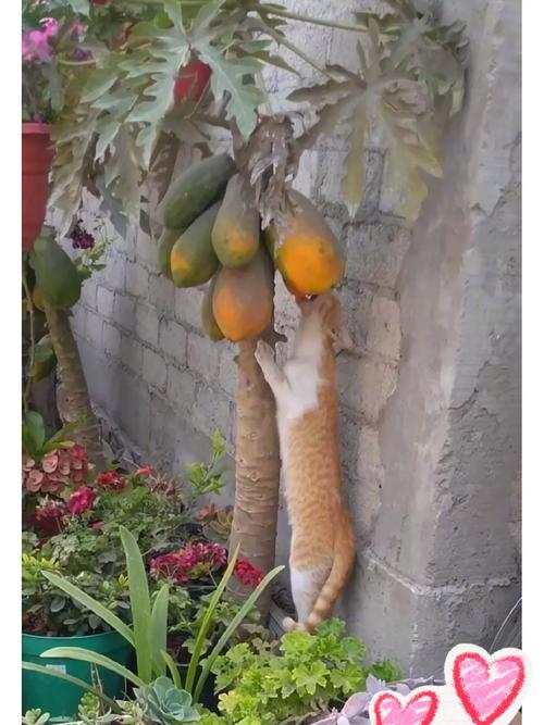 猫能吃木瓜吗猫能不能吃木瓜