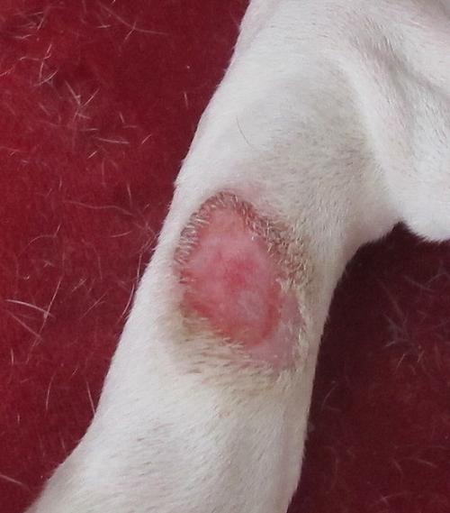 狗狗为什么起痘痘