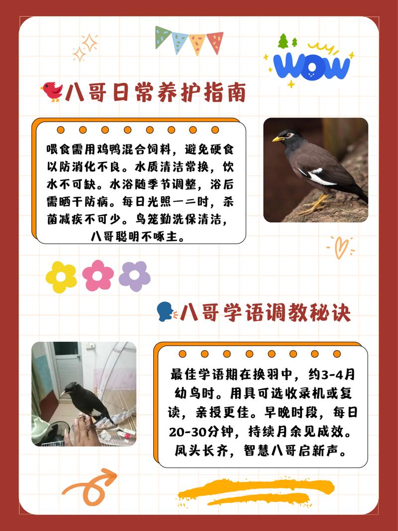 八哥幼鸟吃什么食物