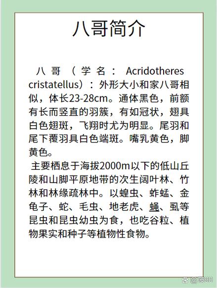 八哥吃什么