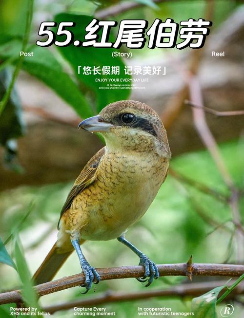 伯劳鸟如何分辨公母(比较好
有图片的)