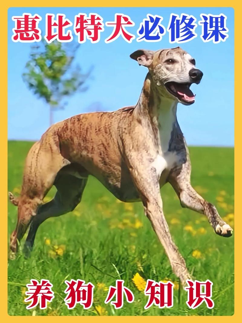 惠比特犬历史起源