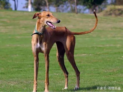 逮兔子的狗叫什么犬