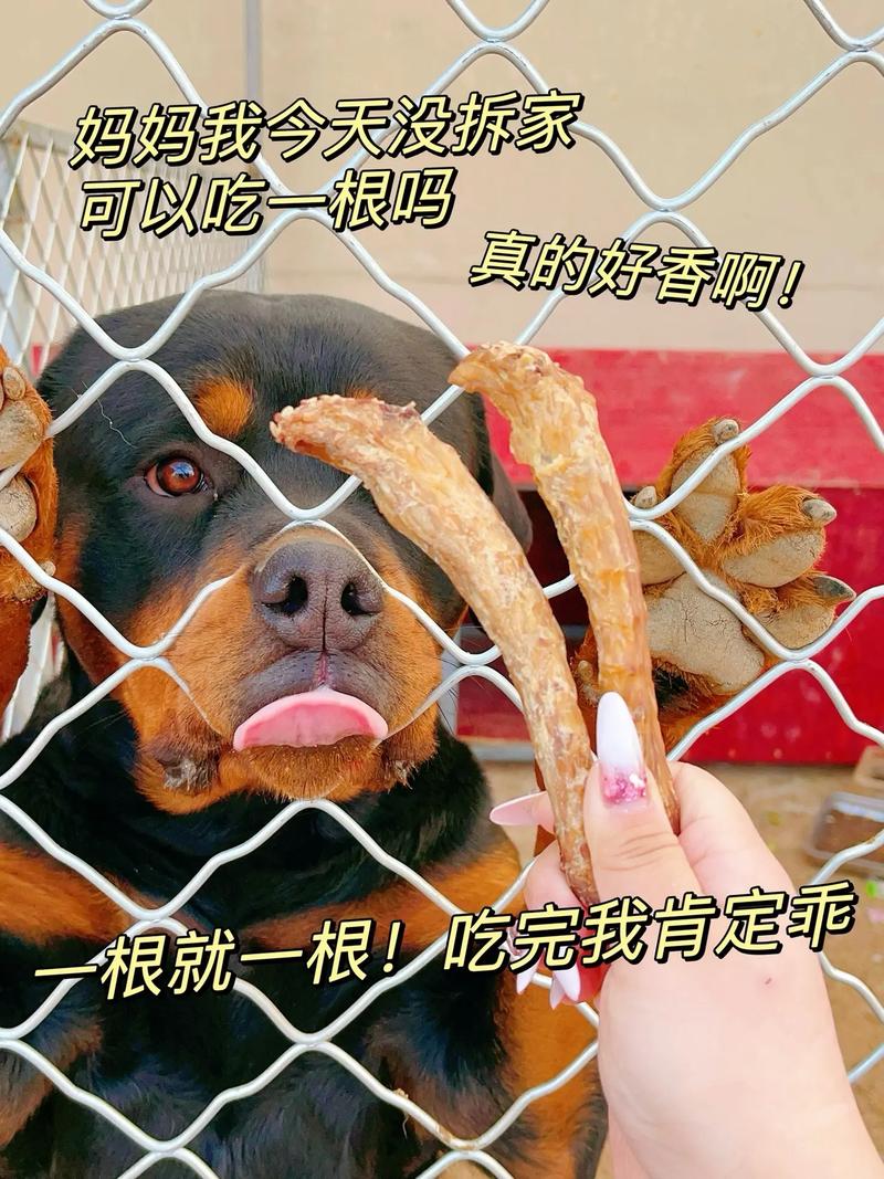 狗能吃鸭脖吗