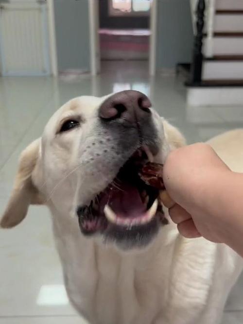 狗狗为什么吃鸭脖子