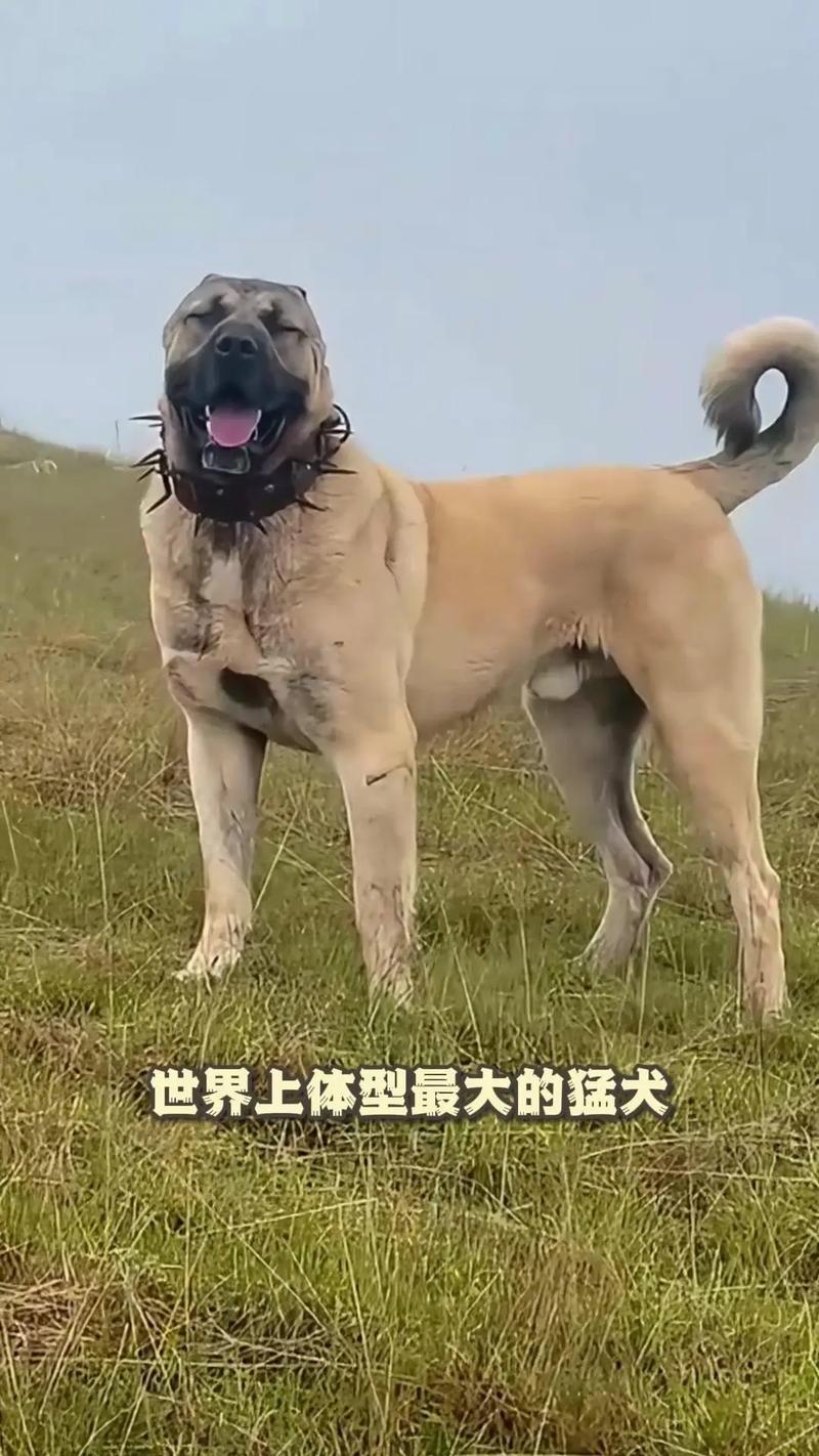 世界上体型最大的犬类有哪些