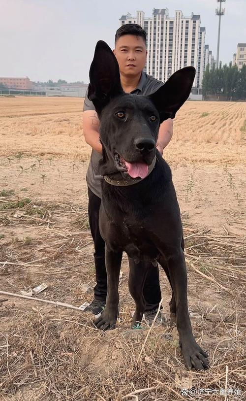 四个多月的黑狼犬才40多公分高正常吗?