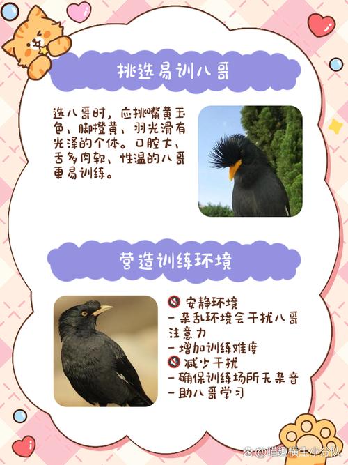 八哥说话训练教程