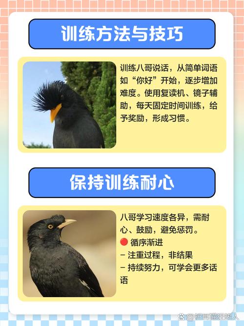 八哥16句说话教程