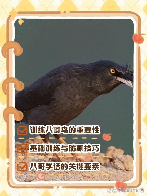如何训练八哥鸟?
