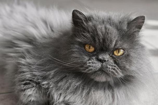 我想知道我家灰色的长毛猫是什么品种的?