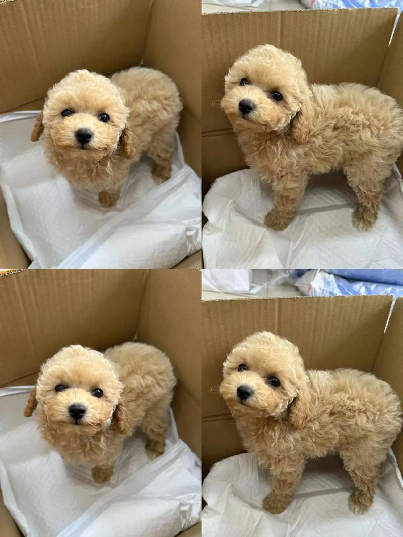 泰迪幼犬能吃儿童钙锌吗