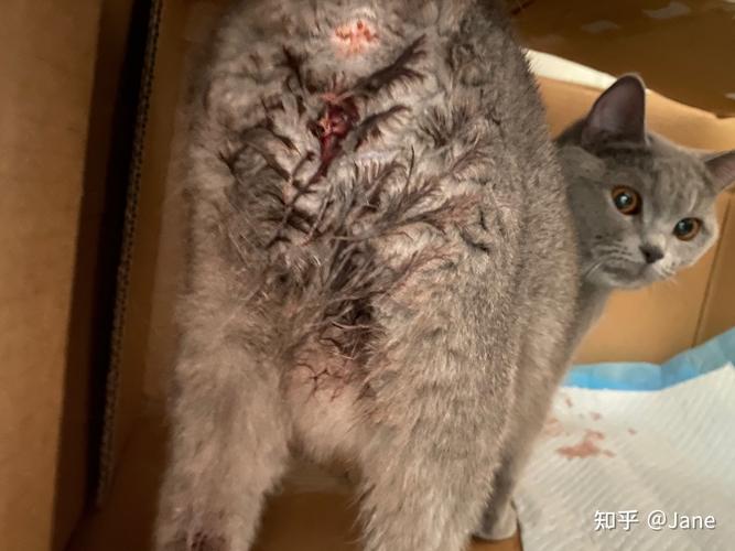猫咪羊水破了多久生产，猫咪羊水破了大概多久能生出来？